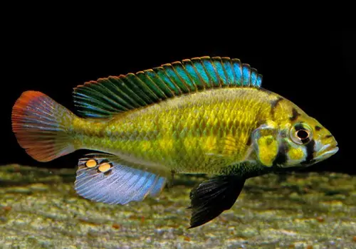 Kenya Gold Cichlid