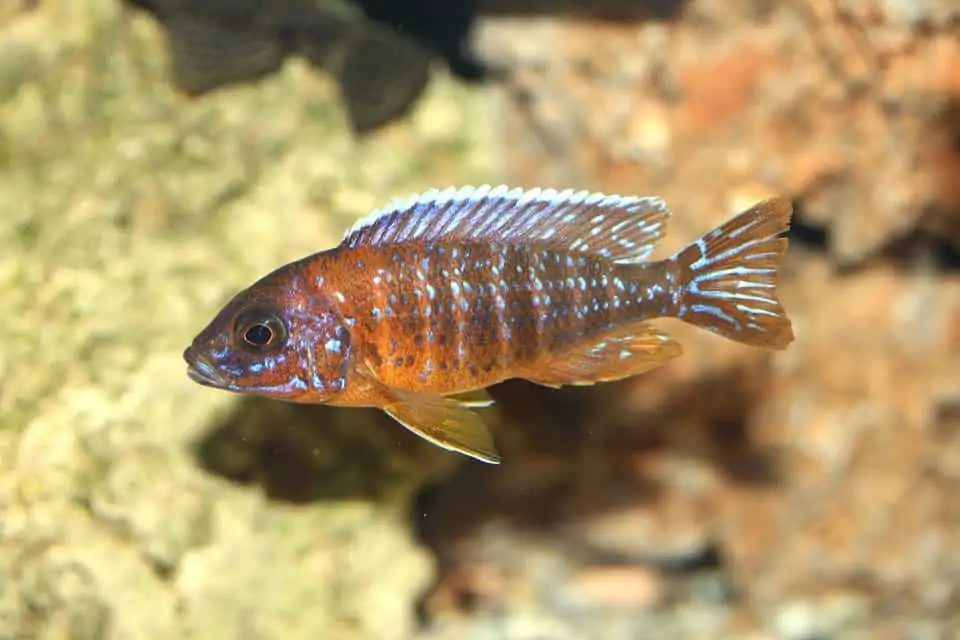 african cichlids breeds