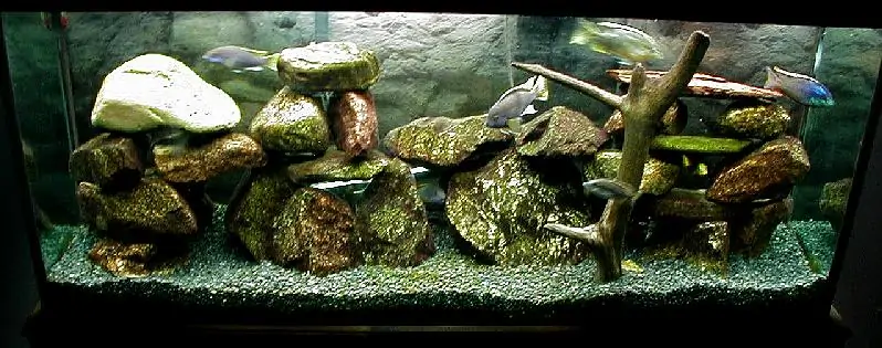 mbuna cichlid tank