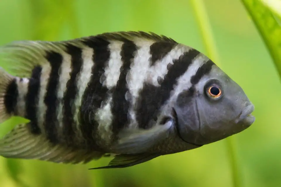 convict cichlid female