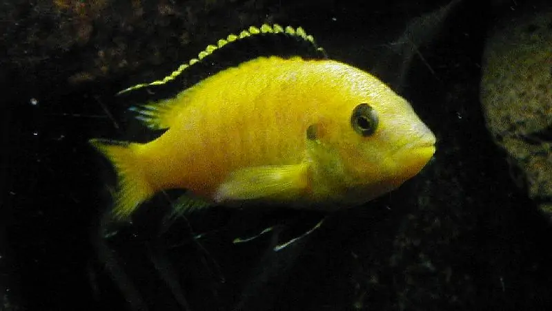 Lake Malawi Cichlids Guide - Cichlid Guide