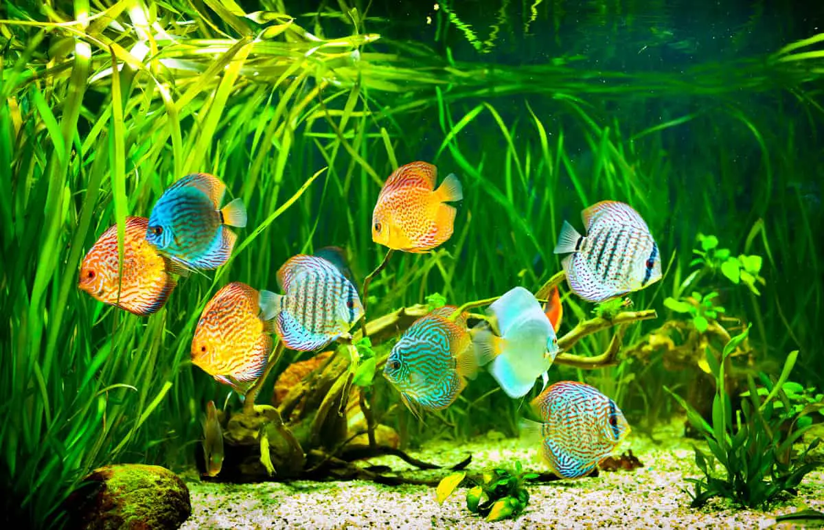 discus fish tank