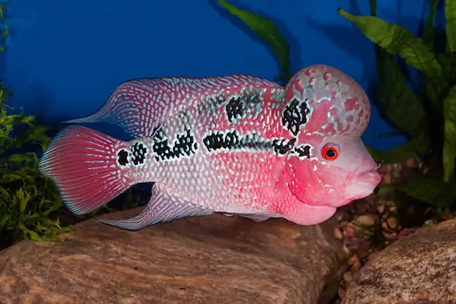 The Flowerhorn Cichild: Care, Lifespan, Tankmates, Food and More