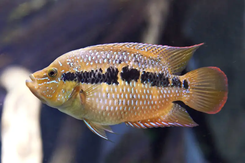 Salvini Cichlid - Cichlid Guide