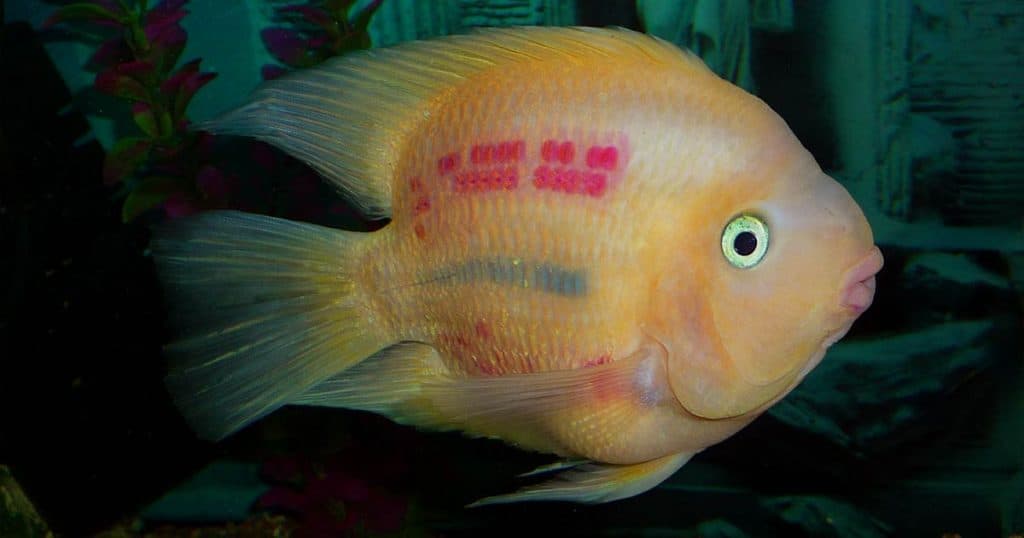 Oscar Fish Size Chart