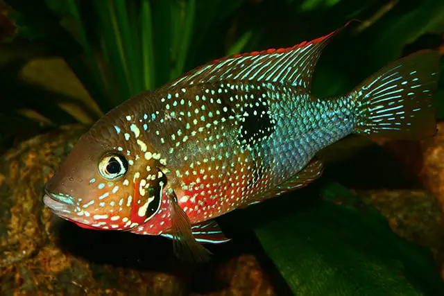 full grown red zebra cichlid