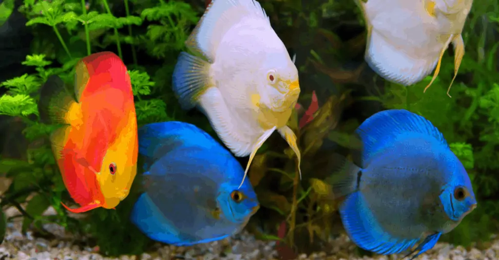 discus food