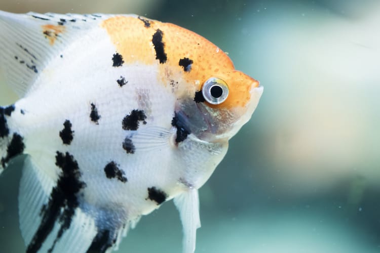 Why Is My Angelfish Not Eating? - Cichlid Guide