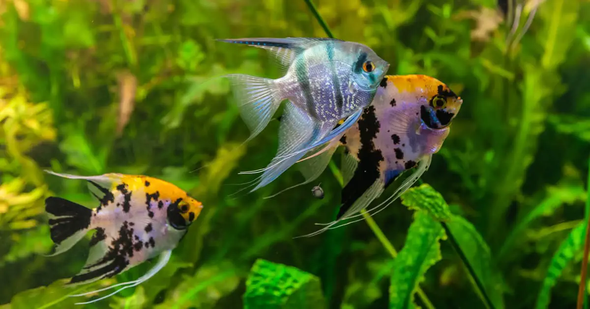 freshwater-angelfish-care-tank-size-food-lifespan-habitat