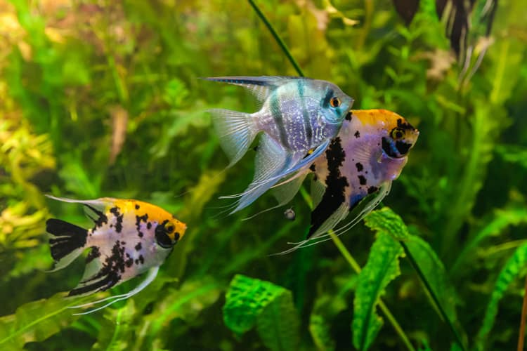 Freshwater angelfish outlet care