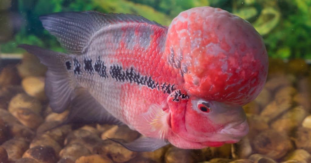 55 gallon flowerhorn tank