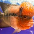 Best Filter for Flowerhorn Cichlid