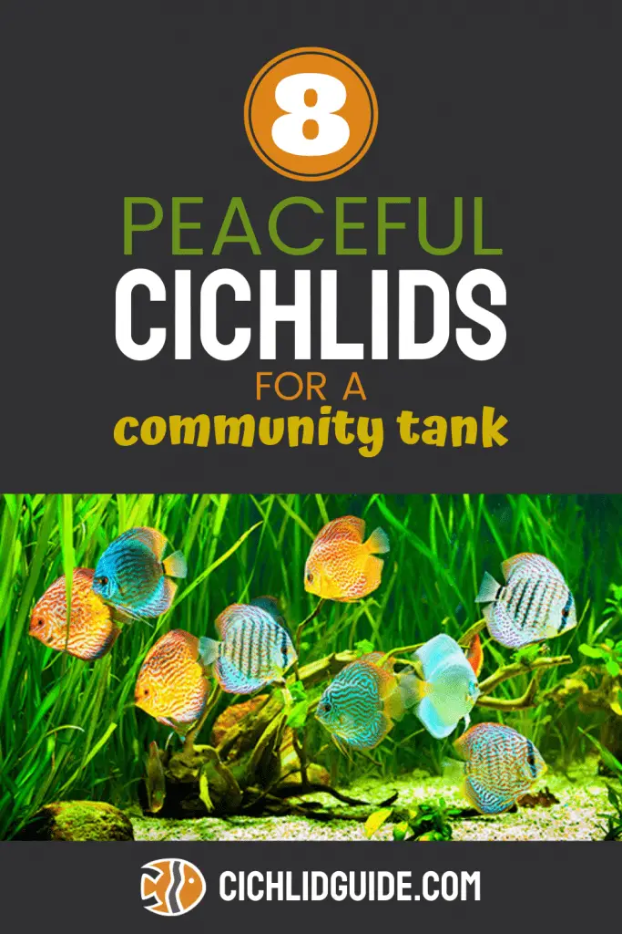 Eight Peaceful Cichlids for a Community Tank - CichlidGuide.com - There's some great information here about non-aggressive cichlids that can live together in one tank.