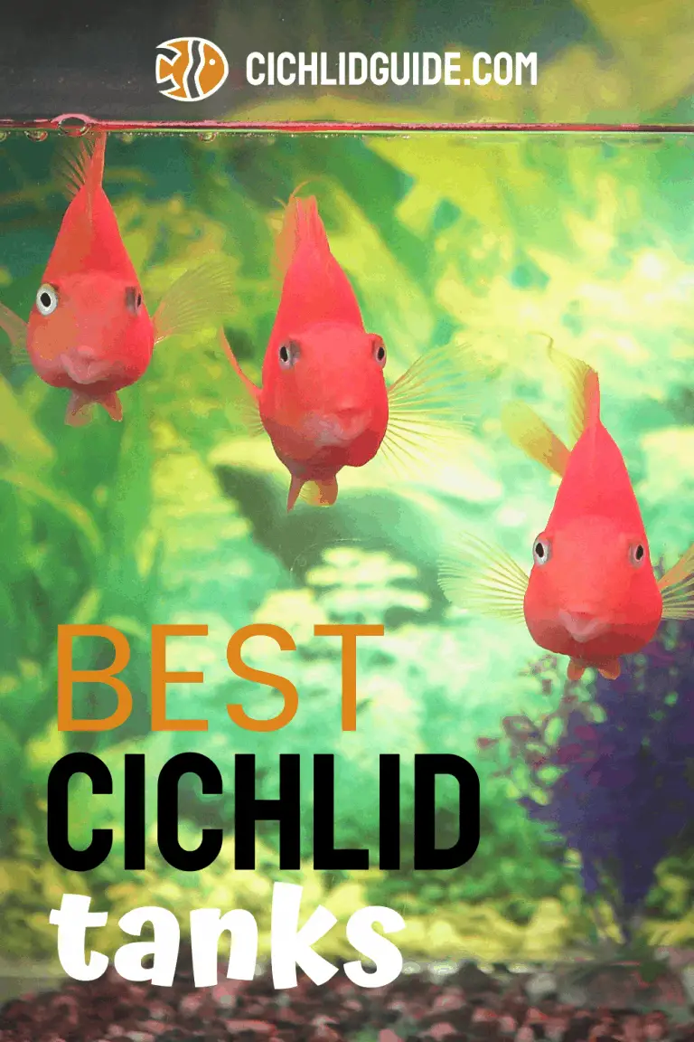 Best Cichlid Tanks Cichlid Guide