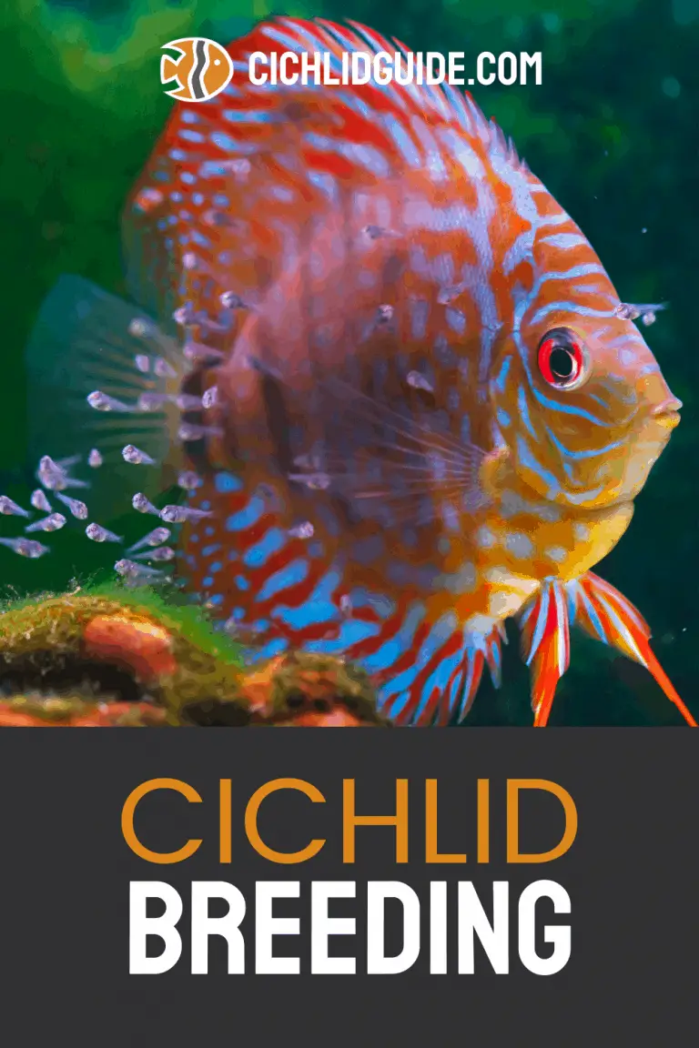 Breeding Cichlids - Cichlid Guide