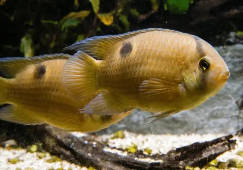 red frontosa cichlid