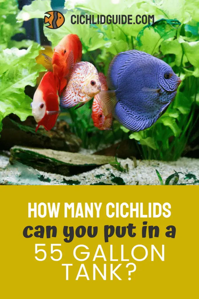 How Many Cichlids in a 55 Gallon Tank - CichlidGuide.com - I didn't realise it would be that many... go figure.
