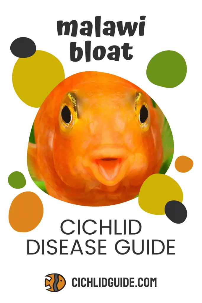 Malawi Bloat Cichlid Disease Guide - CichlidGuide.com - Have you noticed your cichlid looking a little different or a bit green around the gills?