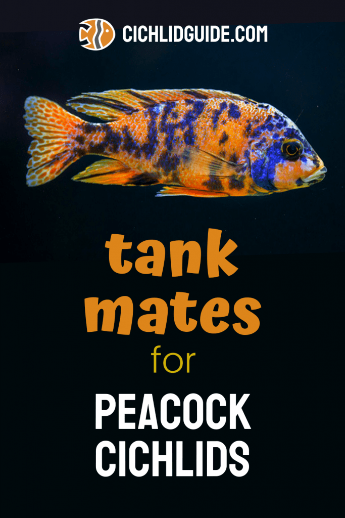 Tank Mates for Peacock Cichlids - CichlidGuide.com - Did you know that peacock cichlids can have tank mates? This post tells you which aquarium creatures can live with a peacock cichlid.