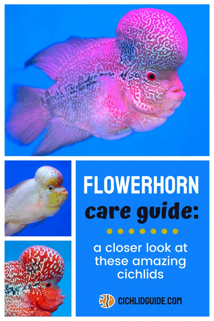 types of baby flowerhorn fish