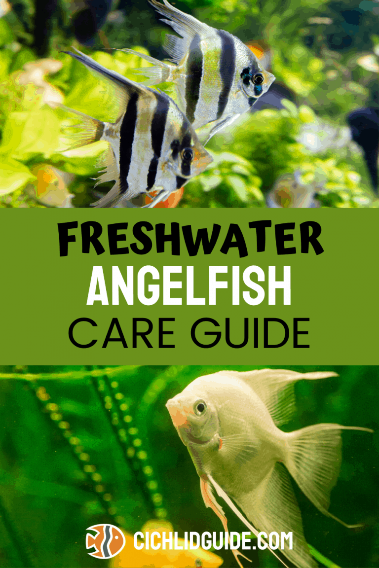 Freshwater Angelfish Care Tank Size, Food, Lifespan, Habitat