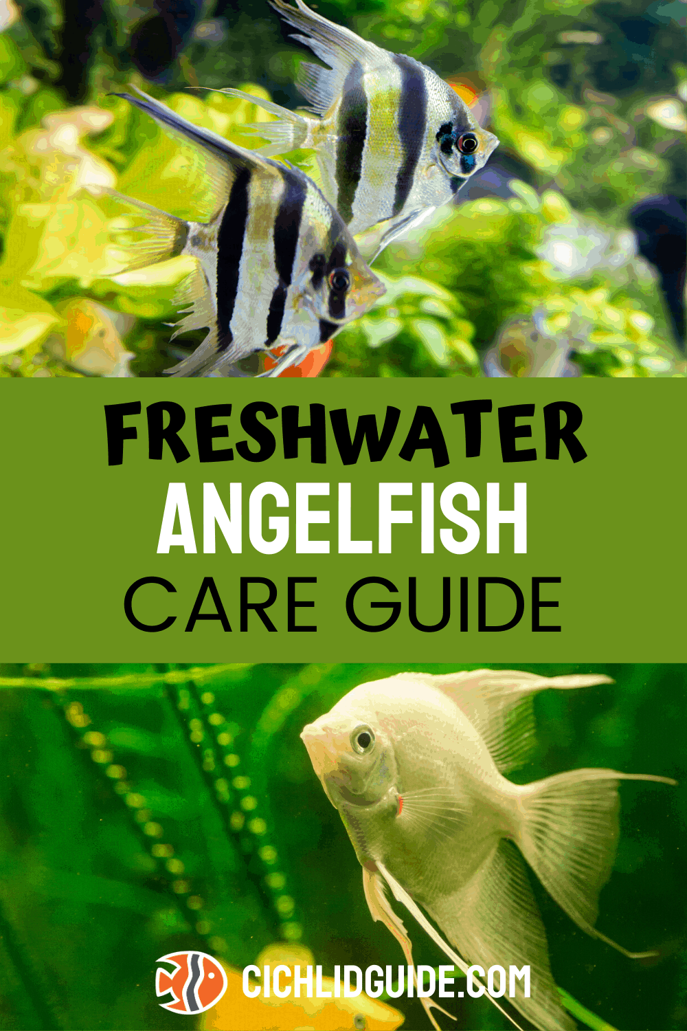 Freshwater Angelfish Care | Tank Size, Food, Lifespan, Habitat