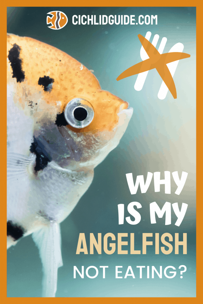 Why Is My Angelfish Not Eating? - Cichlid Guide
