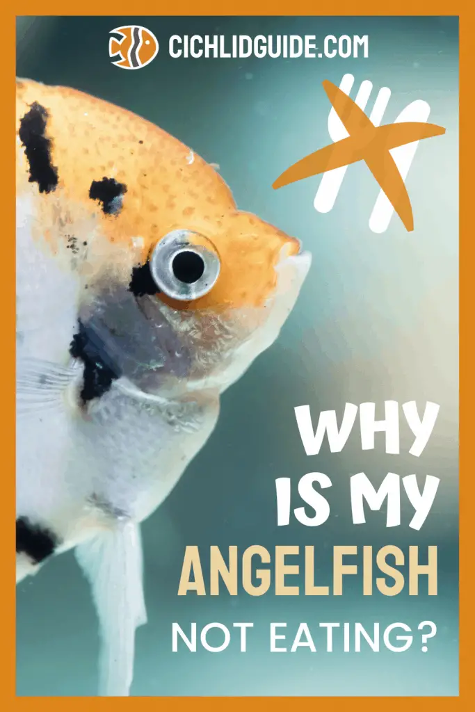 Why Is My Angelfish Not Eating? - Cichlid Guide