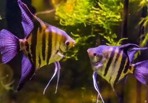 Angelfish Shape Differences
