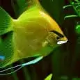 Are Angelfish Aggressive