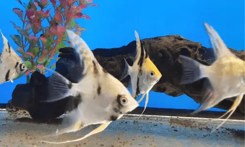 African cichlids with hot sale angelfish