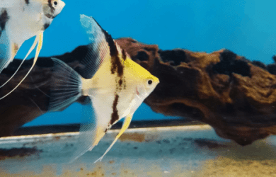 Angelfish swimming in tank