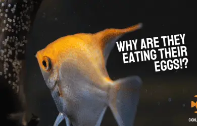 Do Angelfish Eat Their Eggs