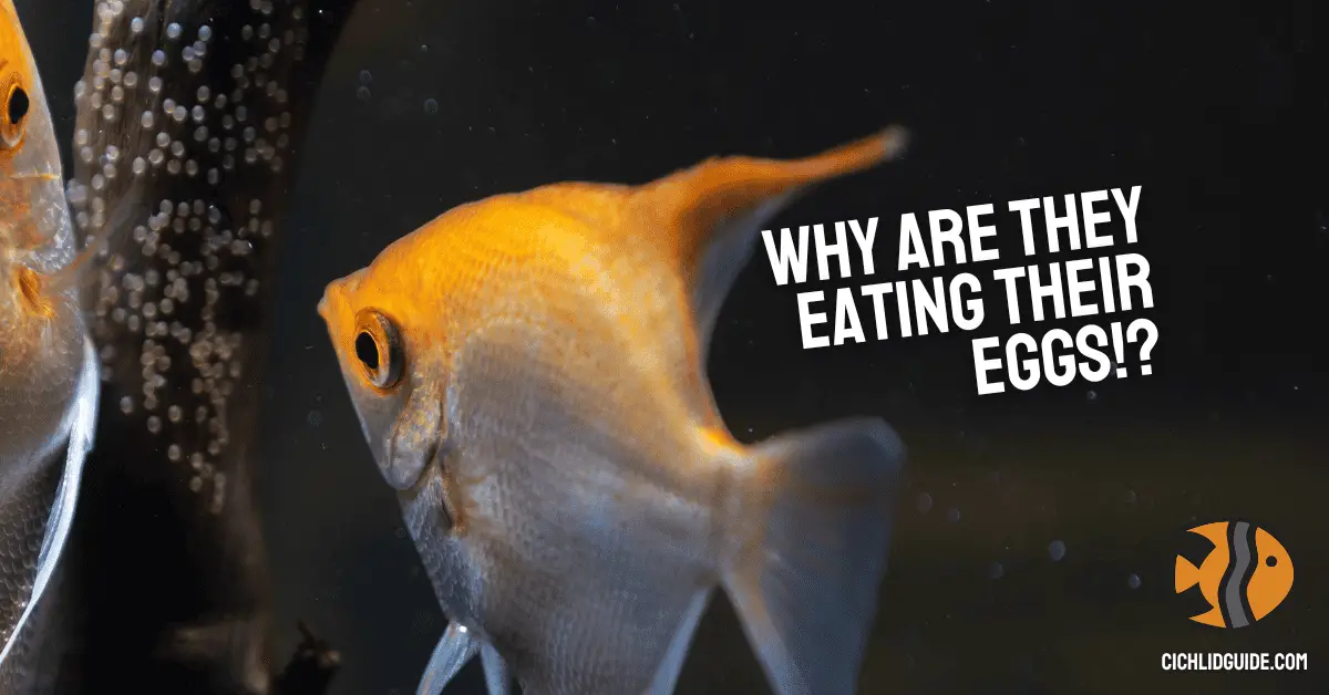 Do Angelfish Eat Their Eggs? Why & how to prevent