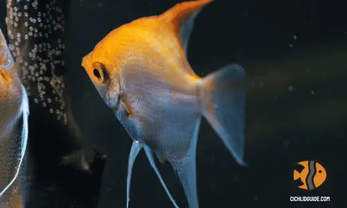 Angelfish eating eggs