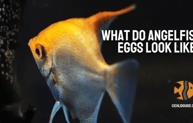 angelfish egg appearance