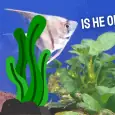 Angelfish Hiding