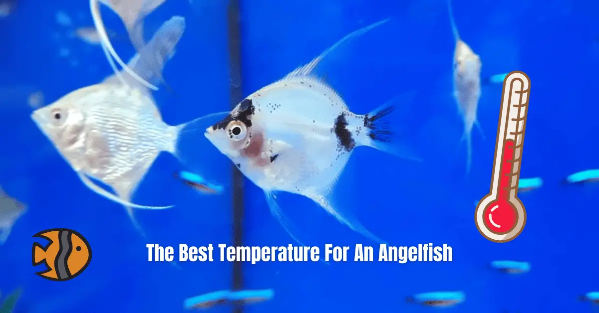 Angelfish Temperature What Is The Best Temperature for Freshwater