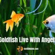 Can goldfish live with angelfish?