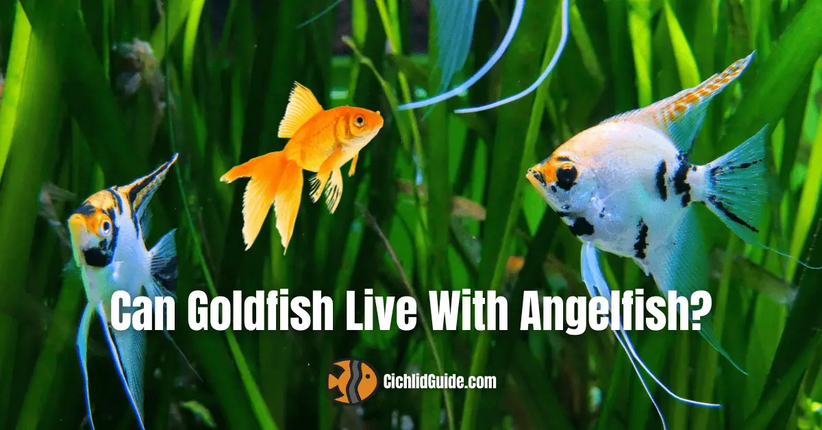 can-angelfish-live-with-goldfish-compatibility-guide