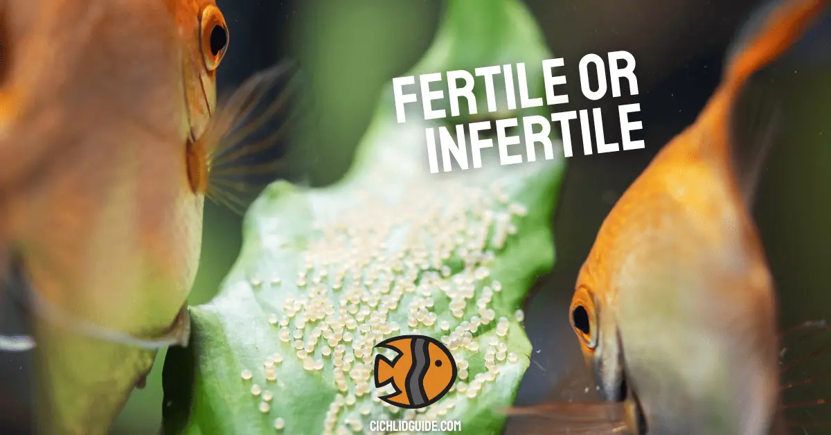 How To Tell if Angelfish Eggs Are Fertilized Guide
