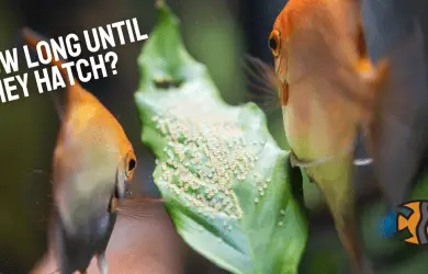 How Long For Angelfish Eggs To Hatch?