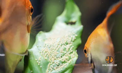how to tell if angelfish eggs are fertile?