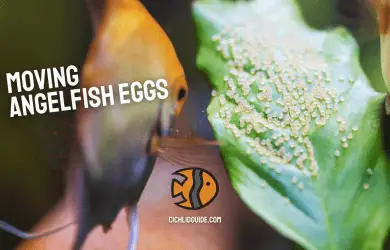 moving angelfish eggs