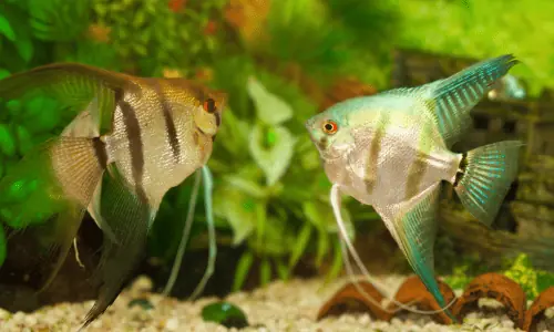 A pair of angelfish