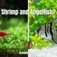 Shrimp and Angelfish
