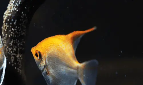 What do angelfish eggs look like?