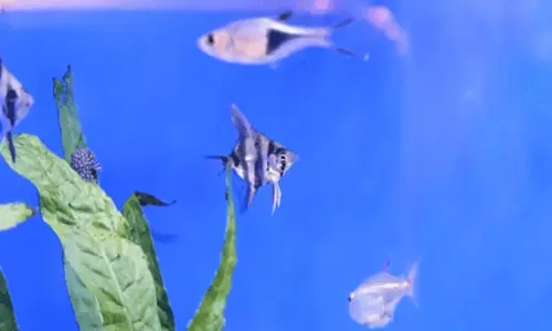 Small angelfish not fully grown