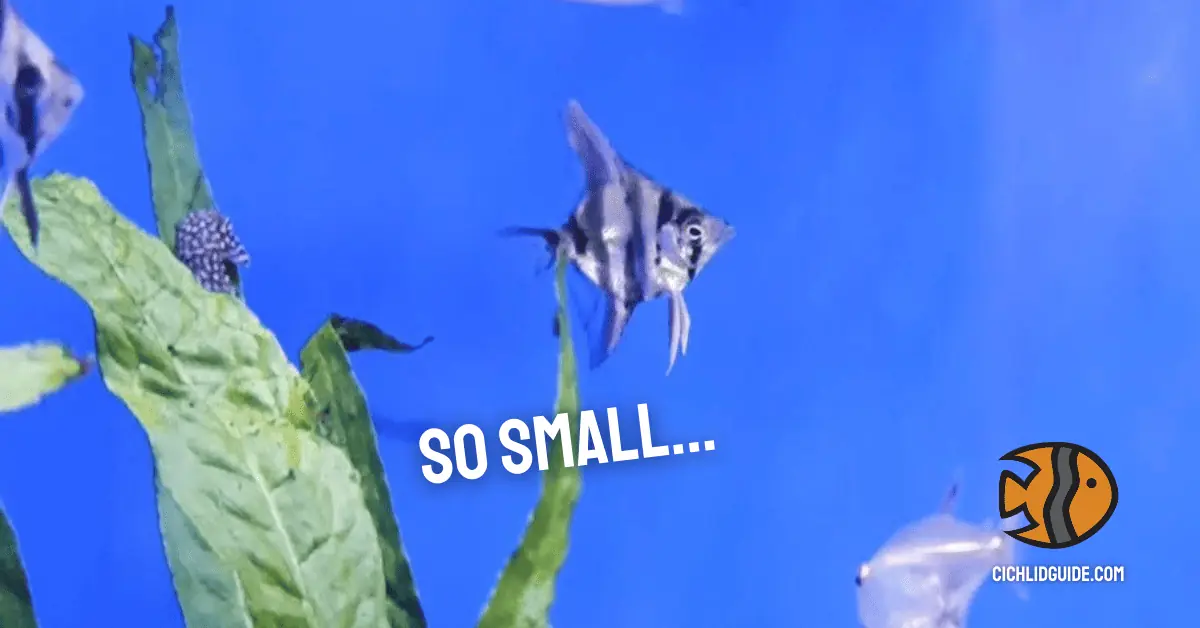 Full Grown Angelfish How Fast Do They Grow? Cichlid Guide